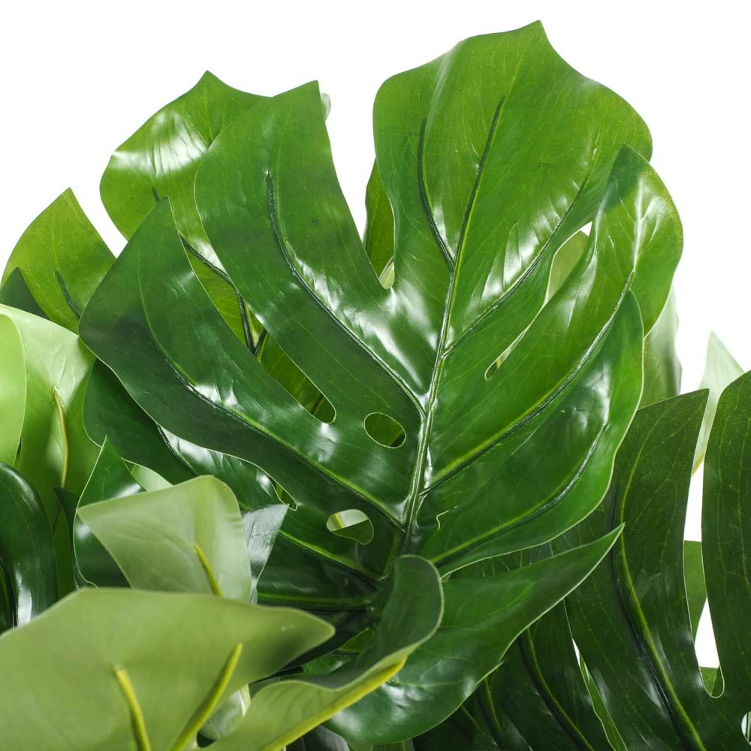Eden Monstera Plant 120cm