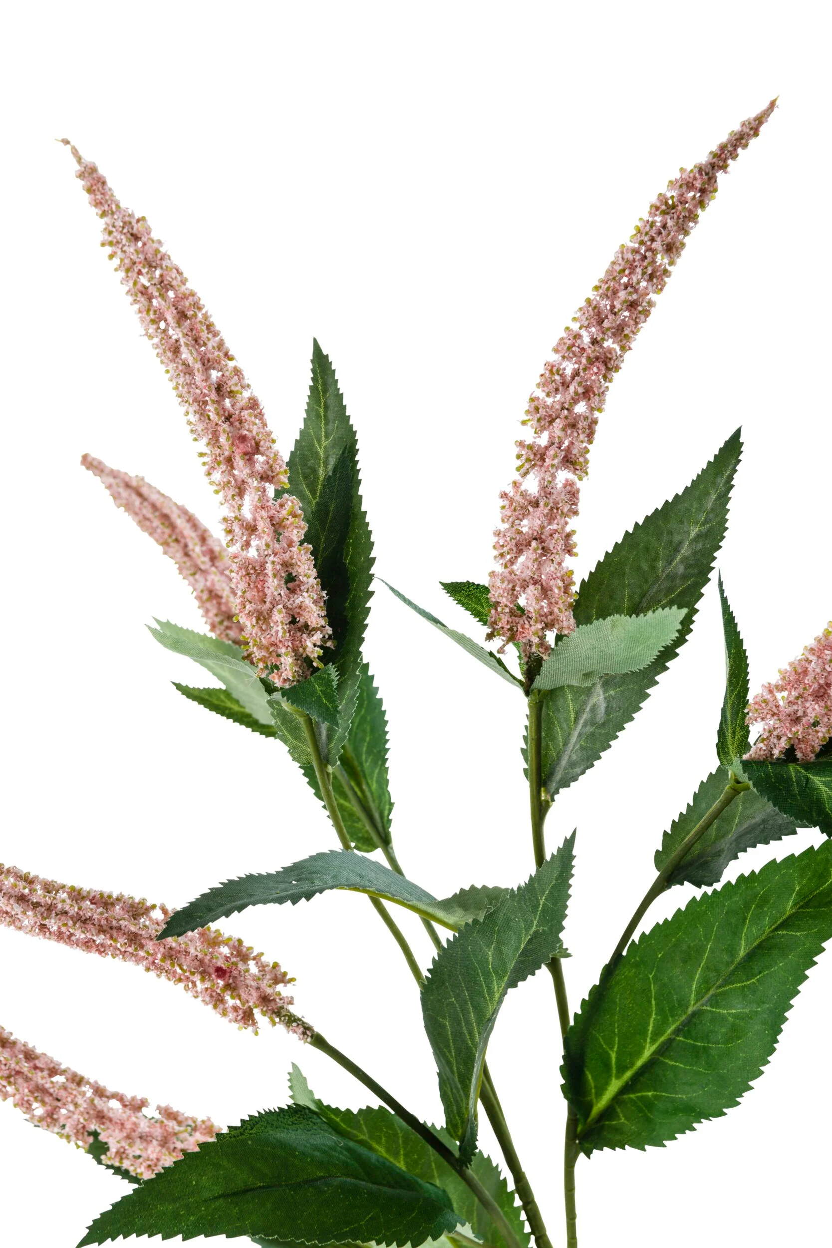 Acacia Cascara Flower Stem Pink x7 84cm