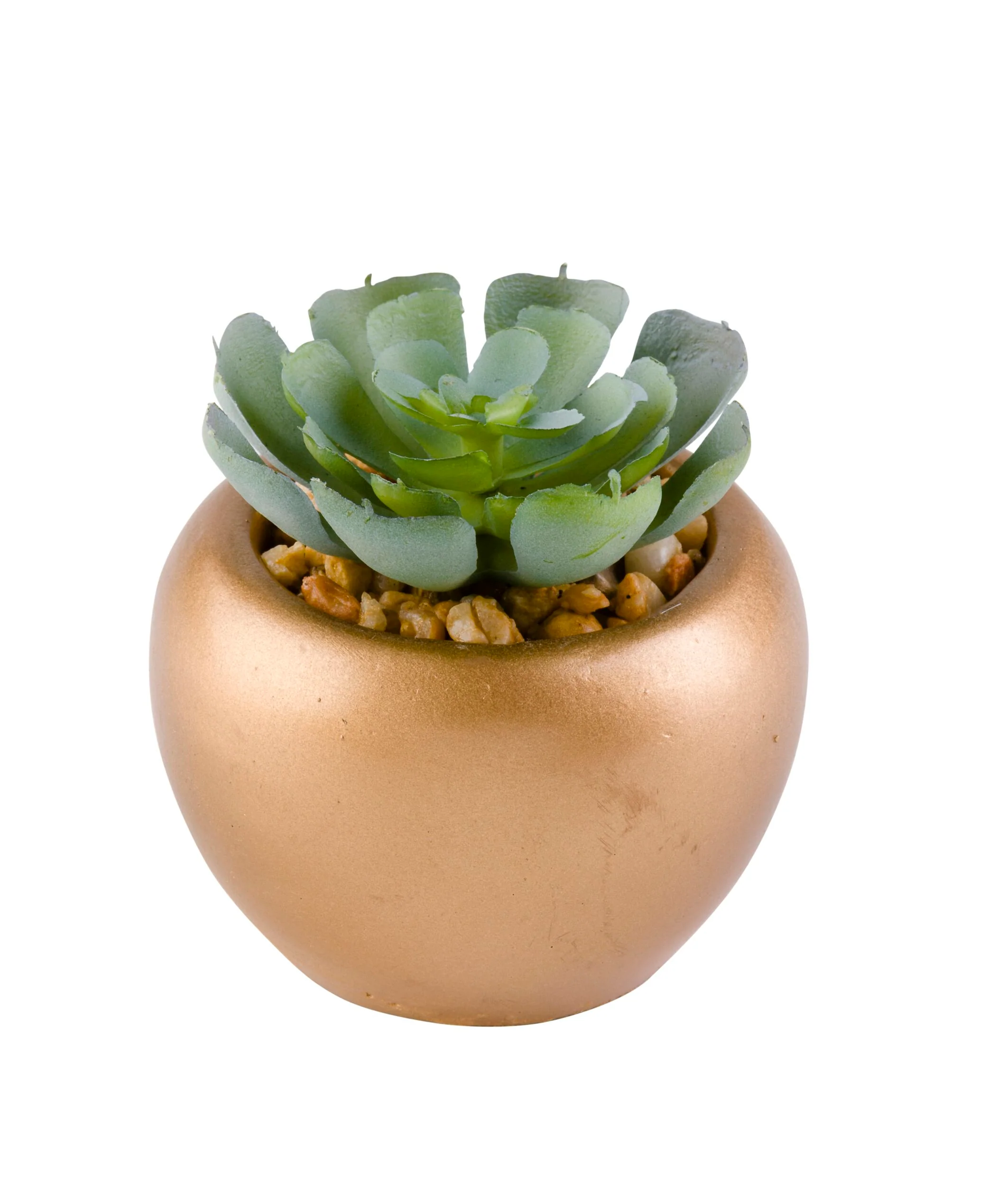Floret Cactus Plant in Pot 6cm