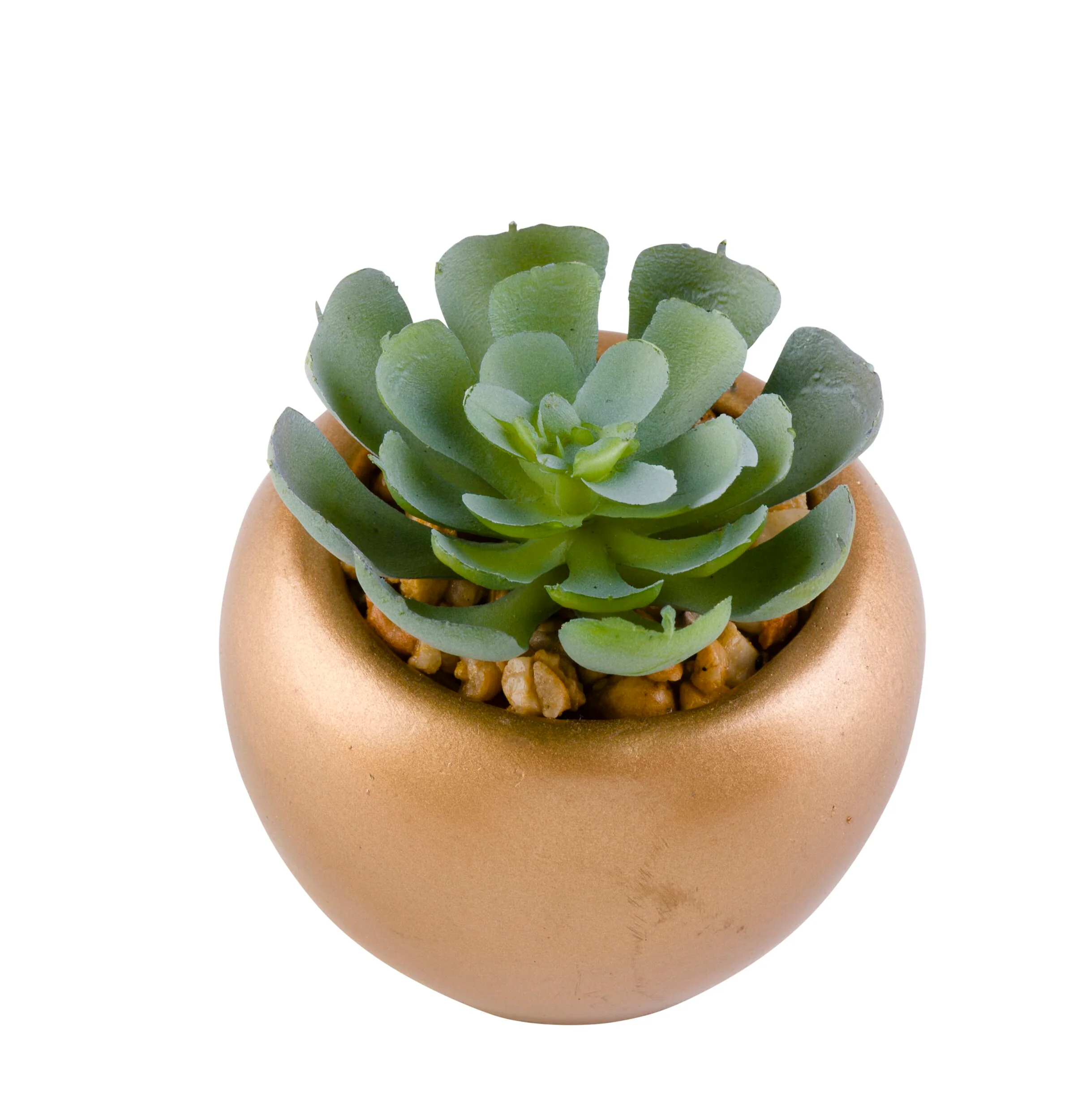 Floret Cactus Plant in Pot 6cm