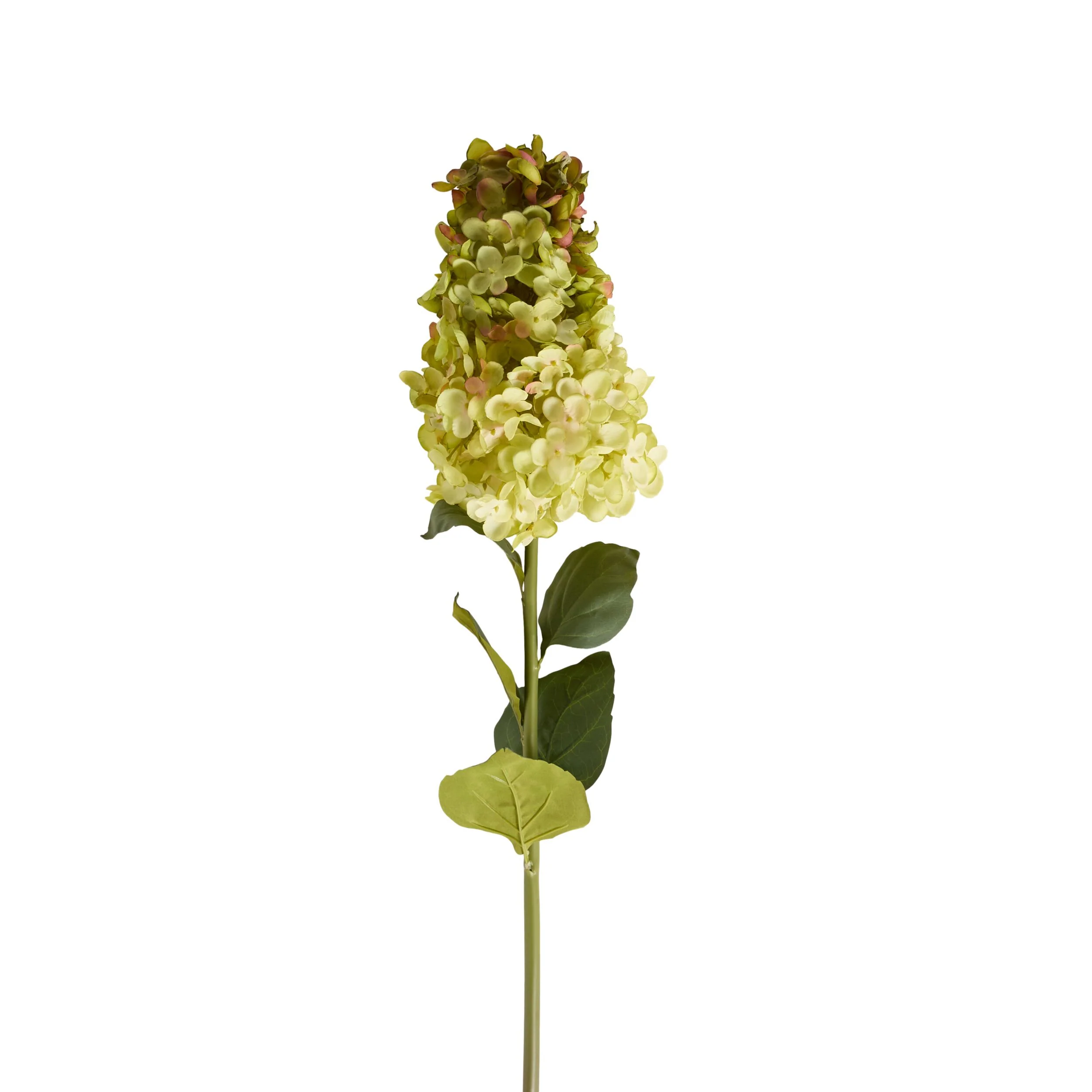 Bloomery Panicle Hydrangea Stem Green 95cm