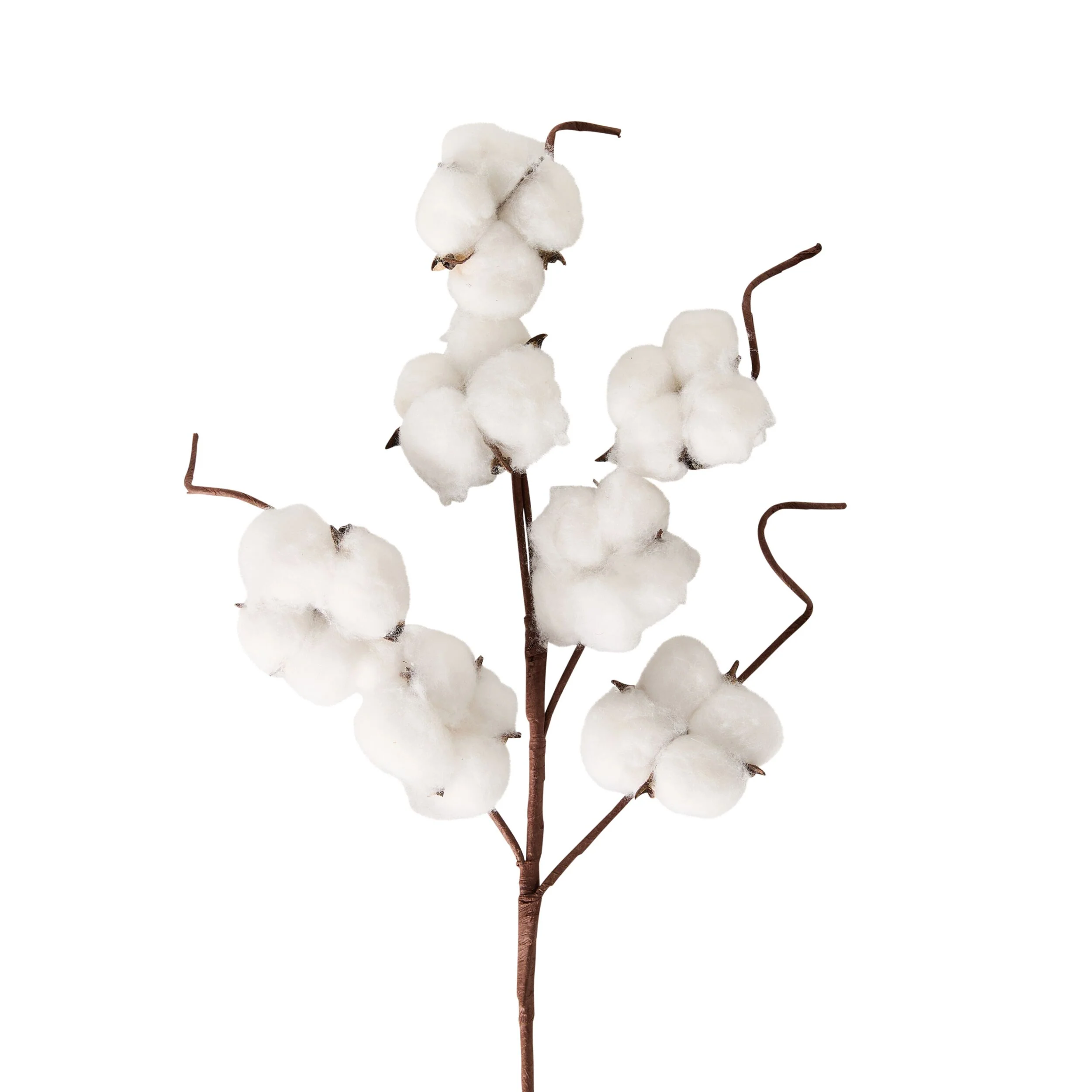 569-bloomery-cotton-stem-43cm-2.webp Bloomery Cotton Stem 43cm