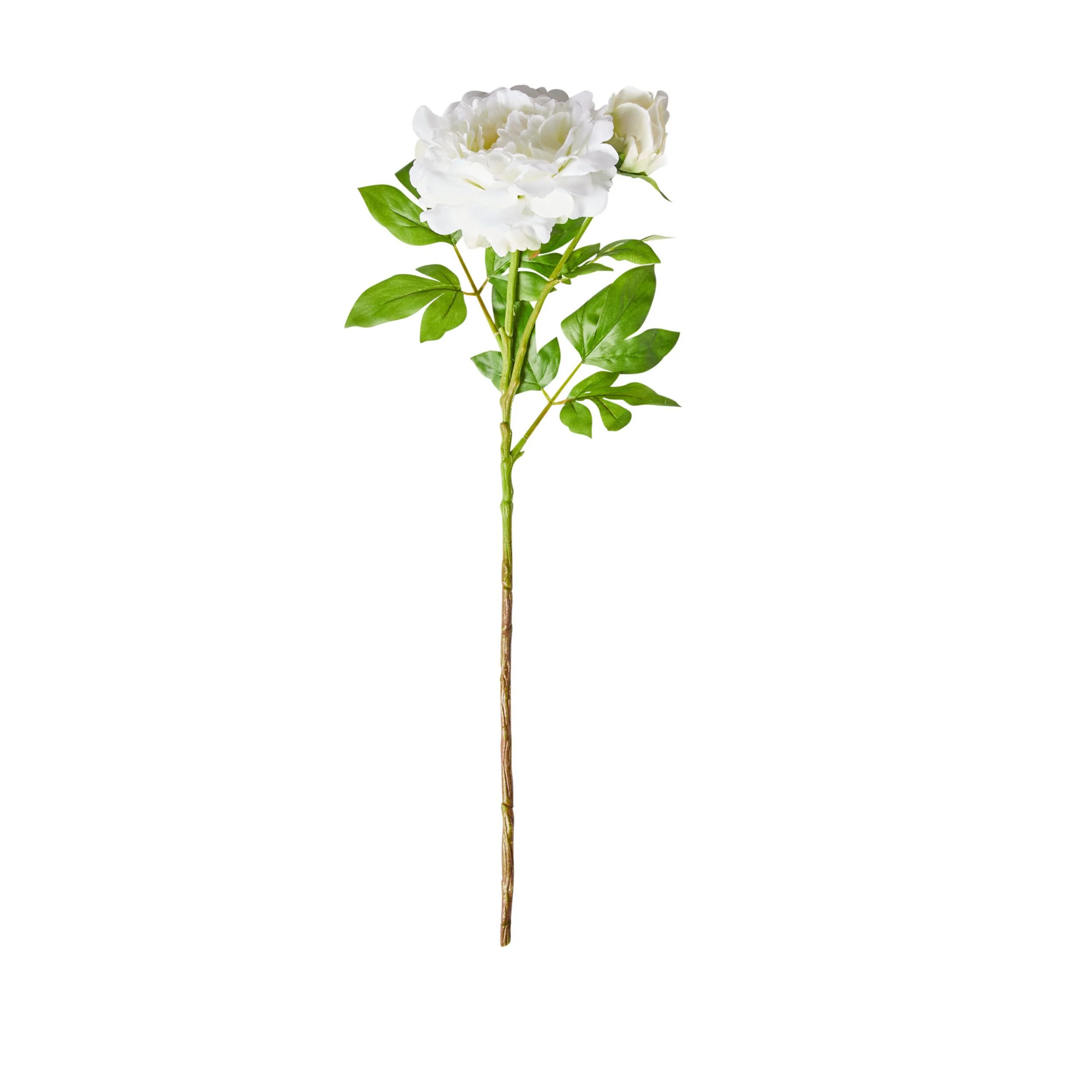 Acacia Peony White 74cm