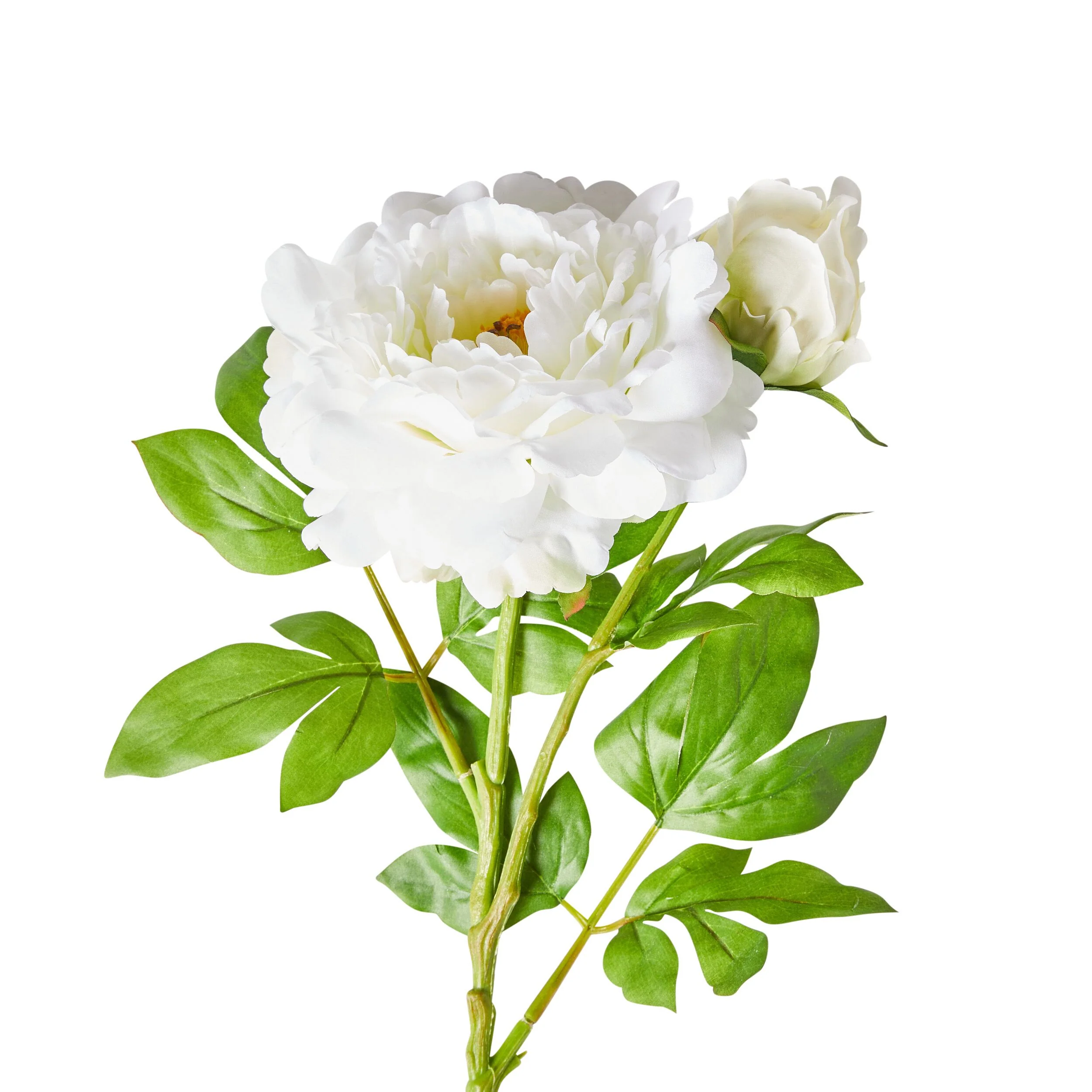 Acacia Peony White 74cm