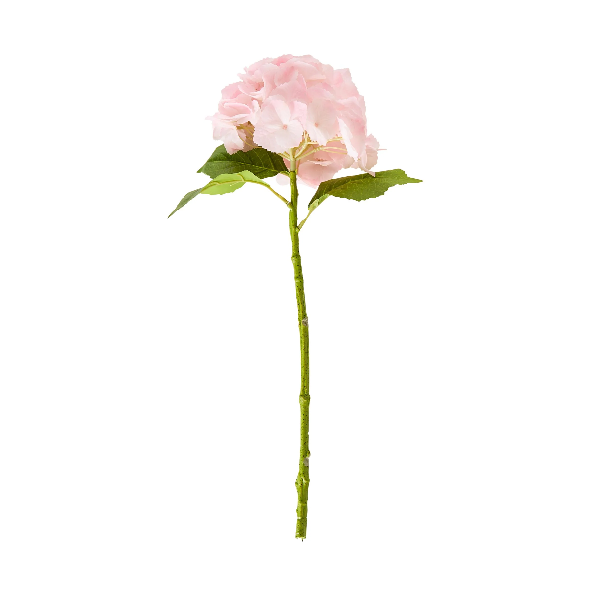 Bloomery Hydrangea Stem Soft Pink 56cm